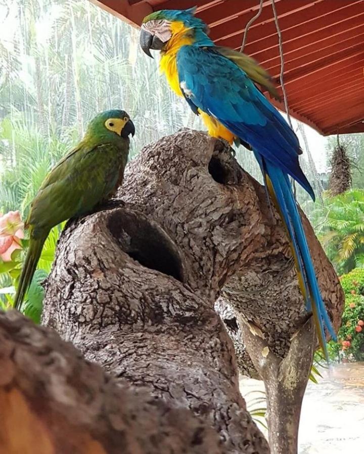 Pousada Recanto Dos Passaros Balsas Экстерьер фото